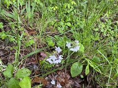 Phlox pilosa