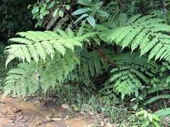 Cibotium glaucum