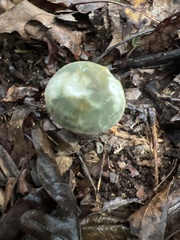 Russula parvovirescens