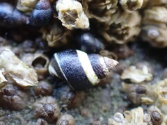 Littorina