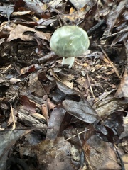 Russula parvovirescens