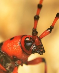 Stenaspis verticalis