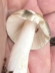 Russula parvovirescens