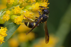 Stenodynerus chevrieranus