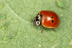 Adalia bipunctata