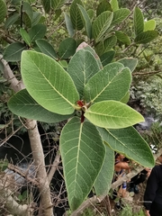 Ficus pringlei