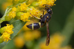 Stenodynerus chevrieranus
