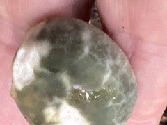 Russula parvovirescens