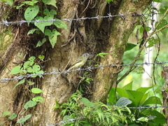 Leptopogon superciliaris