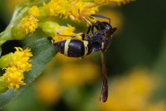 Stenodynerus chevrieranus