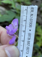 Desmodium cuspidatum