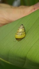 Drymaeus rufolineatus