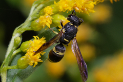 Stenodynerus chevrieranus