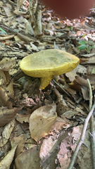 Retiboletus ornatipes