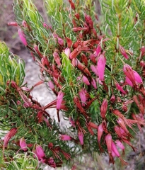 Erica plukenetii