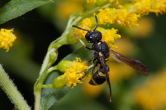 Stenodynerus chevrieranus