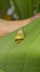 Drymaeus rufolineatus