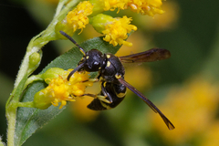 Stenodynerus chevrieranus