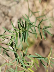 Astragalus arenarius