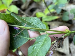 Desmodium cuspidatum