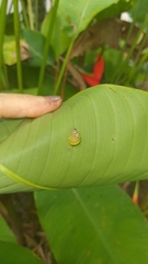 Drymaeus rufolineatus