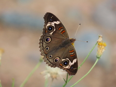 Junonia grisea
