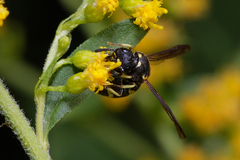 Stenodynerus chevrieranus