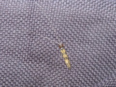 Mystacides longicornis