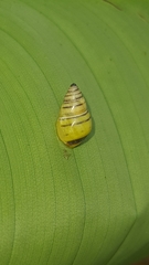 Drymaeus rufolineatus