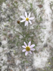 Coreopsis rosea