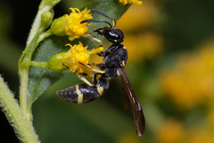 Stenodynerus chevrieranus