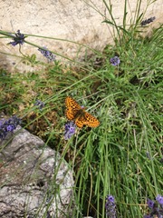 Boloria