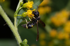 Stenodynerus chevrieranus