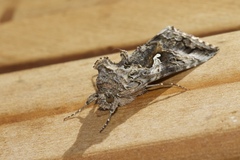 Autographa californica
