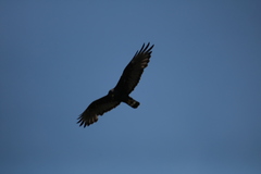 Buteo albonotatus