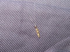 Mystacides longicornis