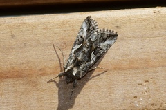 Autographa californica