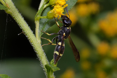 Stenodynerus chevrieranus