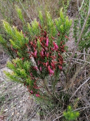 Erica plukenetii