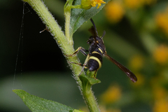 Stenodynerus chevrieranus