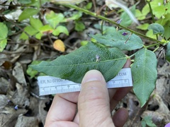 Desmodium cuspidatum