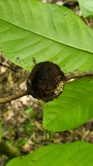 Phylloporia amplectens