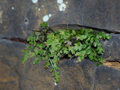 Asplenium montanum