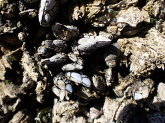 Pollicipes polymerus