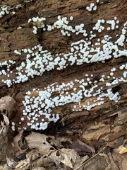 Ceratiomyxa fruticulosa