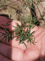 Astragalus arenarius