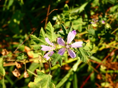 Malva multiflora