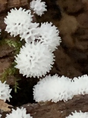Ceratiomyxa fruticulosa