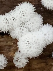 Ceratiomyxa fruticulosa