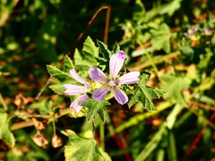Malva multiflora